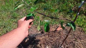 Яблоня Айдаред, первый год после посадки, обзор сорта.