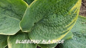 Шикарный сорт хосты Blueberry Ala Mode#hosta #хоста #коллекция #со