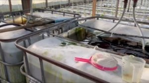 Организация полива растений в теплице. Все про полив. ?