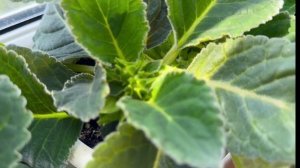 Как расцвел Мой Летний САД на балконе