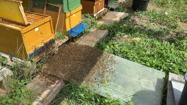 Трутовая семья: последний шанс спасти улей! смотреть онлайн