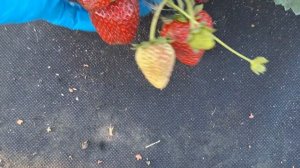 Сорт клубники НСД Моллинг Эйс