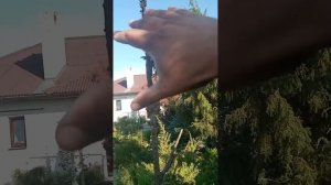 Прививка можжевельника на  5 метровый штамб.