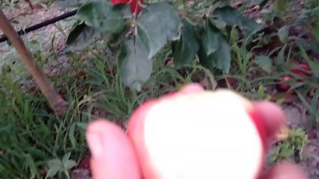 Яблоня сорт Рассвет смотреть онлайн