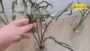 СИНГОНИУМ Неон Пинк: сворачиваются / скручиваются лис?