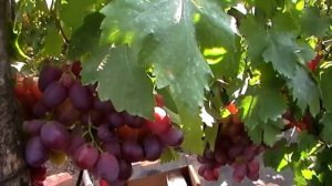 Сорт винограда "Джонни" - сезон 2018