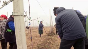 Сад как бизнес: Начинаем с правильной посадки саженце?