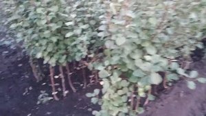 Осенняя посадка саженцев.