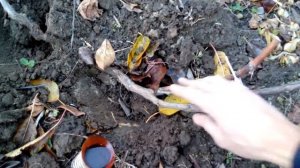 Подготовка винограда перед укрытием. Виноград на зиму