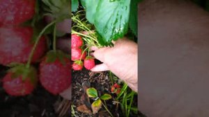 сорт земляники Мара де Буа