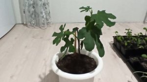 Когда и как делать прищипку инжира