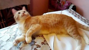 Цезарь портной!.3gp