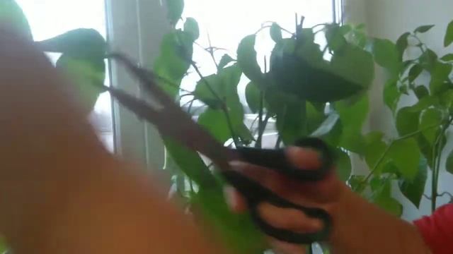 Мой перчик острый комнатный . Собираю урожай и обрезаю смотреть онлайн