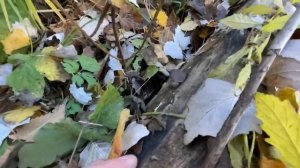 Начала расти вешенка