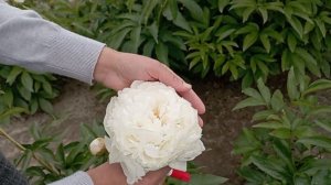 Пион Боул Оф Крим