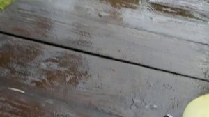 Яблоня Хани Голд.