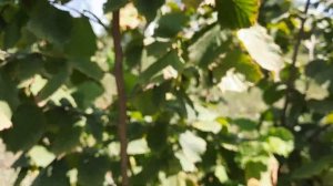 Фундук без химии и без мраморного клопа .