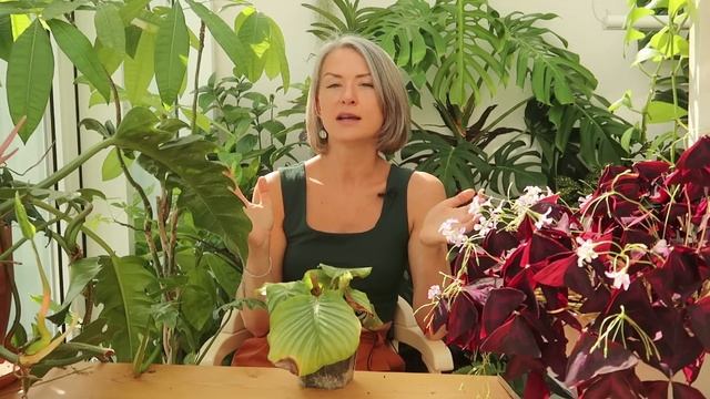 Грибные болезни растений и корневые гнили - причины во смотреть онлайн