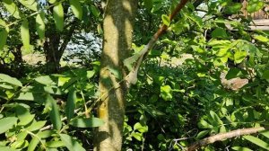 Прививка груши на рябину.