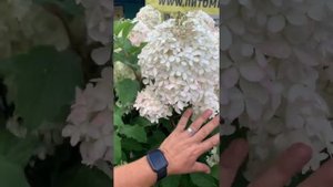 Гортензия метельчатая Фантом—  В 1789 году английский у