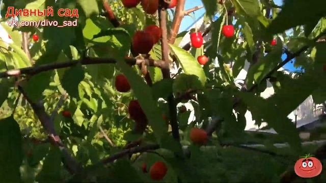 Черешня РЕЧИЦА Высокая дегустационная оценка 4,5 балла