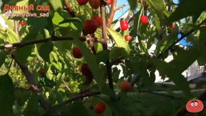 Черешня РЕЧИЦА Высокая дегустационная оценка 4,5 балла