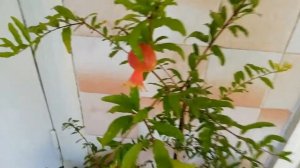 Подготовка комнатного граната к зимовке