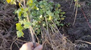 Посадка Красной Смородины По Шпалерной Технологии.