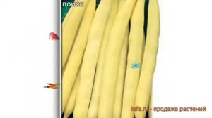 Фасоль овощная Золотая Сакса (zolotaya saksa) 🌿 обзор: как са