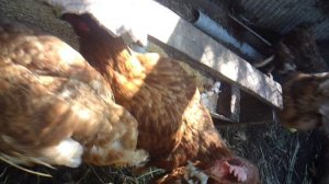 Кормление курочек 9 сентября 2025