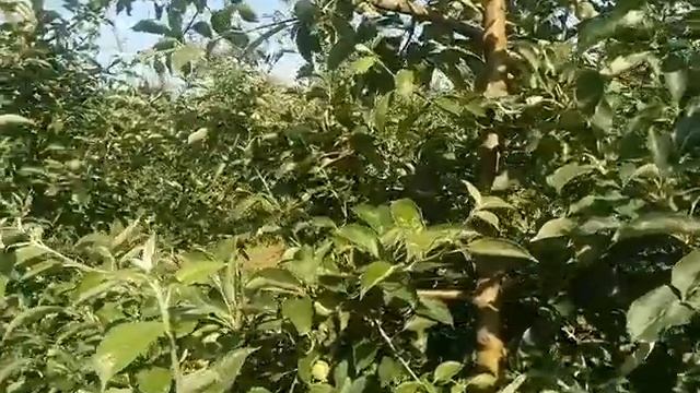 Сорт яблони Айдарeт на 6 год подвой ММ106！ смотреть онлайн