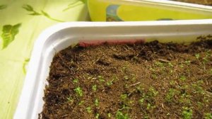 05 03 22г  «Сеем семена рододендронов вместе » Часть 4  Под