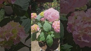 Гортензия Бесконечное лето 22 июня 2025 г.