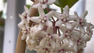 КАК ЦВЕТЁТ Hoya Australis Lisa 🌸✅🌸