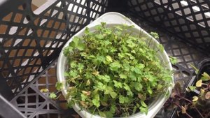 Мой огород на балконе 2ч. 🍅🌱🍓🔥🤩