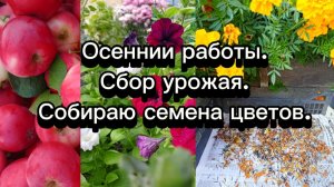 09-09-2025Осении работы.Сбор урожая.Собираю семена цветов.