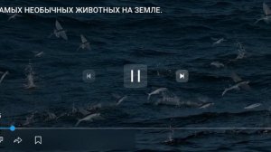 10 редких животных на земле