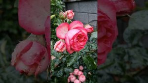 Роза Antike 89 Kordes, und Rose Tiamo 02.07.24