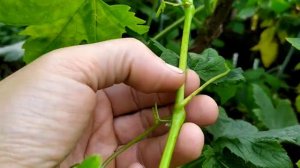 Прививка винограда, зелёное в зелёное. Что нужно учест