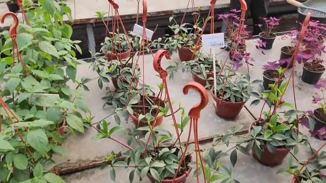 ГБУ Озеленение в Останкино и в ИзмайловоОбзор-сравне?