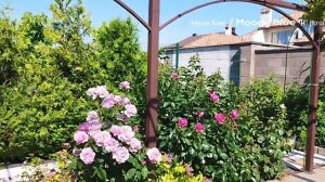 Роза лавандового цвета - Муди Блю. Роскошная!