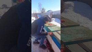 Зимовка в ППУ улье Медведь. Наш опыт и результаты этог?