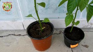 Преимущества перевалки рассады перца. Начало экспери