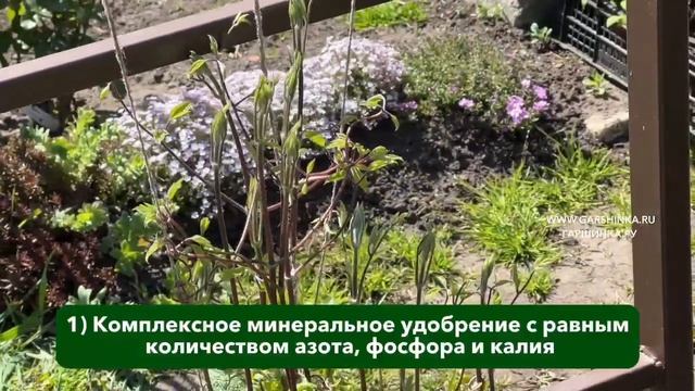 Как ухаживать за клематисами 3 группы обрезки | ПОЛНАЯ смотреть онлайн