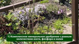 Как ухаживать за клематисами 3 группы обрезки | ПОЛНАЯ