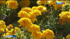 Вести-Томск, выпуск от 08.09.2025 11:30