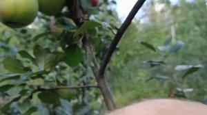 ЯБЛОНЯ ЛУЧЕЗАРНОЕ НА Р60