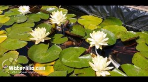 Водяная лилия Perry's Double Yellow Перрис Дабл Елоу