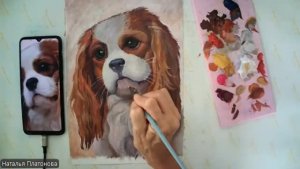 Кинг Чарльз Спаниель ч2