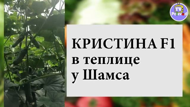 НЕ УБИВАЕМЫЙ ГИБРИД ОГУРЦА КРИСТИНА F1 у Шамса смотреть онлайн
